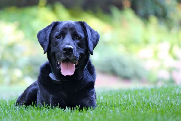 Electric Dog Fence Installation