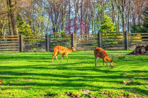 Deer Fence Repair
