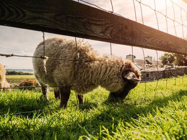 Sheep Fence Installation