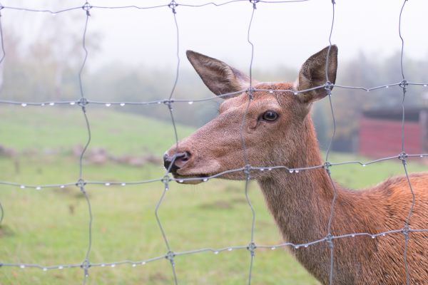 Deer Fence Reconstruction