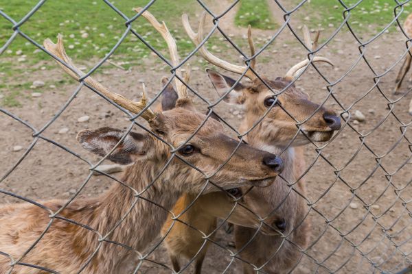 Deer Fence Renovation