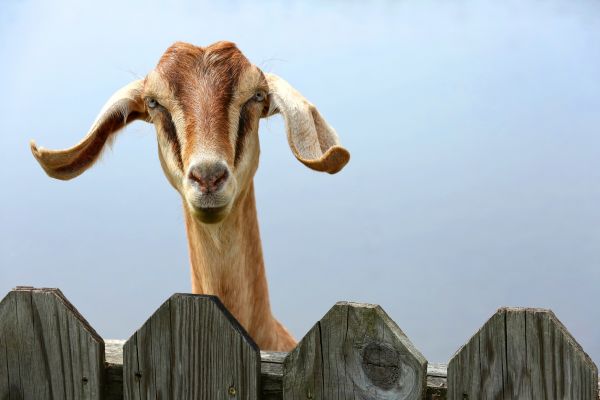 Goat Pasture Fencing
